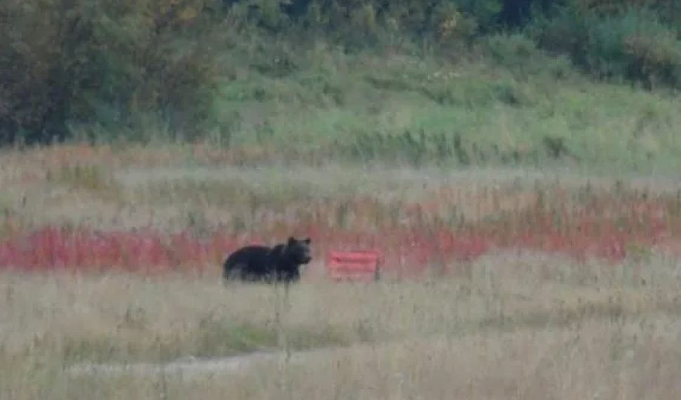 Медведь напал на человека в Архангельской области